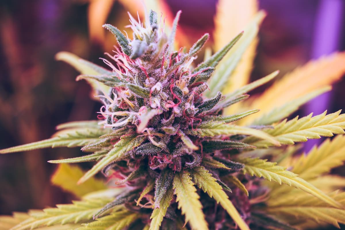 Best Live Resin Carts in California (2026)